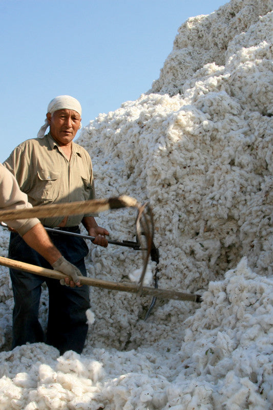 Bio-Baumwolle wird geerntet - organic cotton is harvested