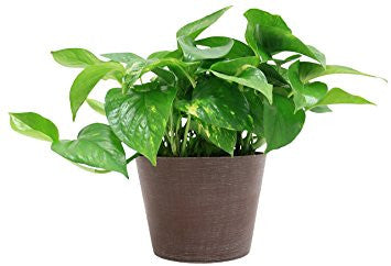 Plants that purify the air - golden pothos