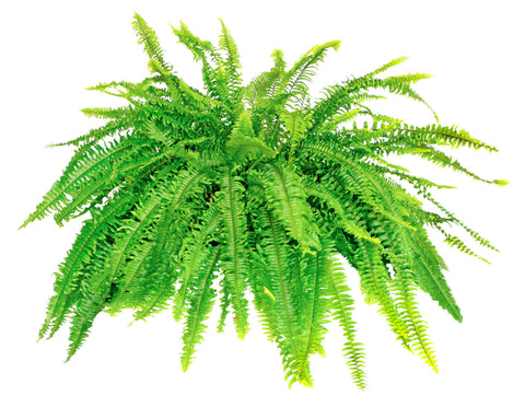 Pants that purify the air - Boston Fern