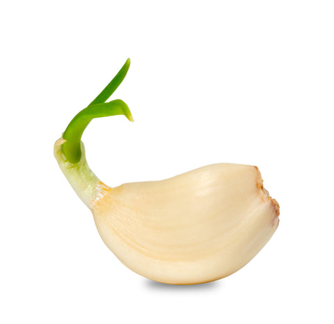 Garlic Sprout