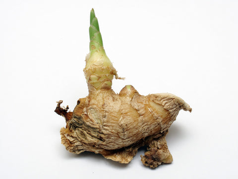Ginger Sprout