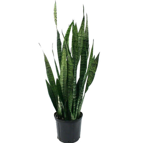Plants that purify the air - Snake Plant