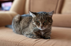cat stitting on sofa