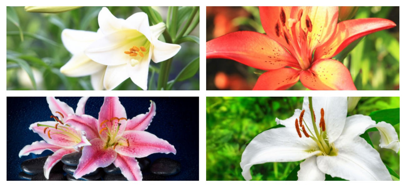 images of the lily flower