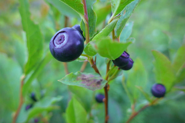 Huckleberry Bush