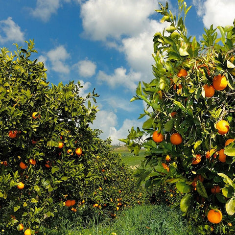 Ribera Oranges