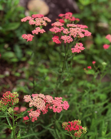 Red Yarrow