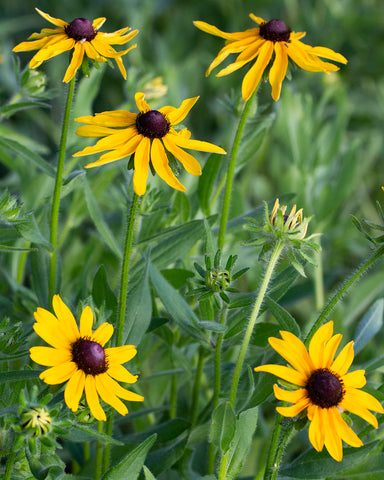 Black Eyed Susans