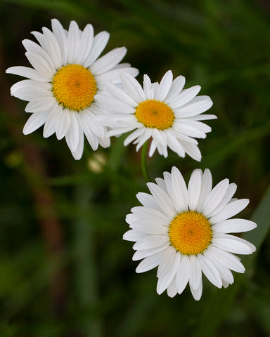 Daisies