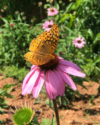 echinacea butterfly