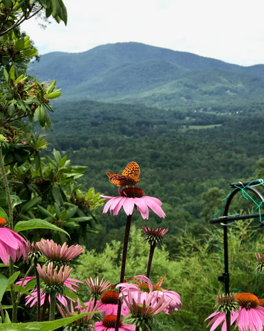 echinacea mountain butterfly