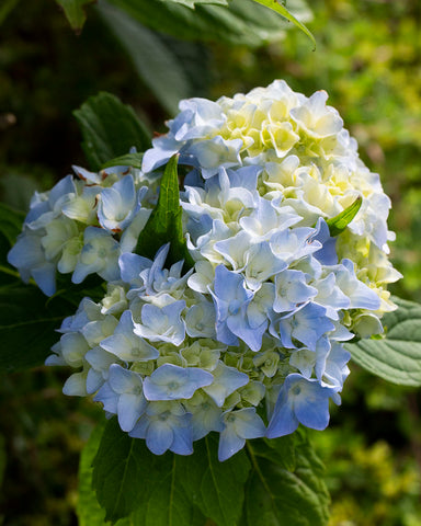 Snowball Hydrangea