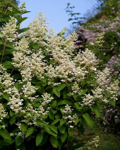 Hydrangea White Macro