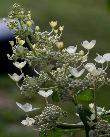 White hydrangea micro