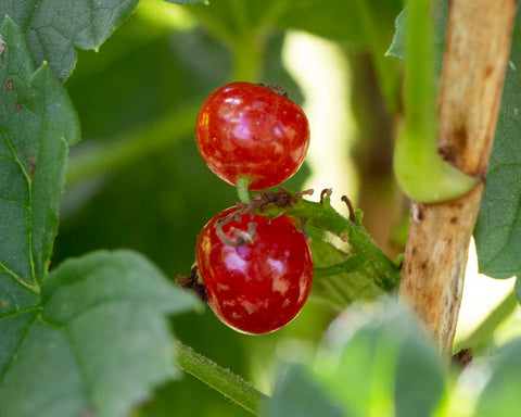 Red Currant