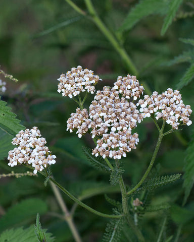 Yarrow