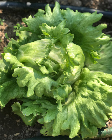 lettuce rejoice