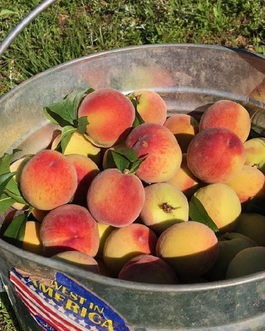 peach harvest