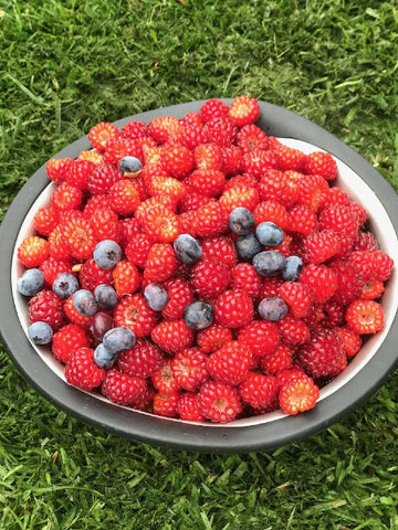 raspberry harvest