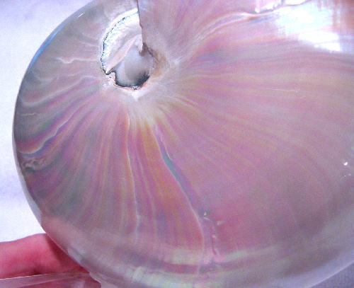 Nautilus Shell