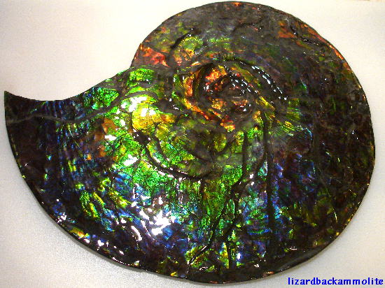 Ammonite Fossil encased in Ammolite