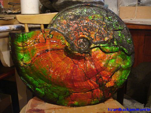 Ammonite Fossil