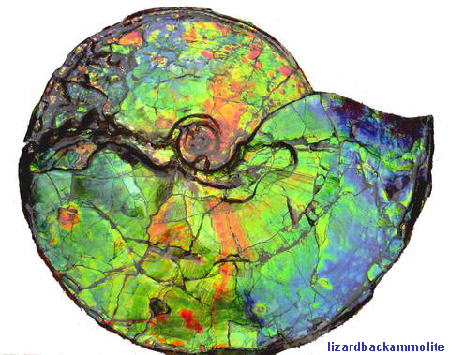 Ammonite Fossil encased in Ammolite