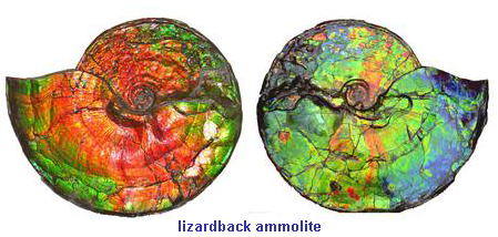 Ammonite Fossil encased in Ammolite