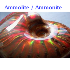 ammolite ammonite