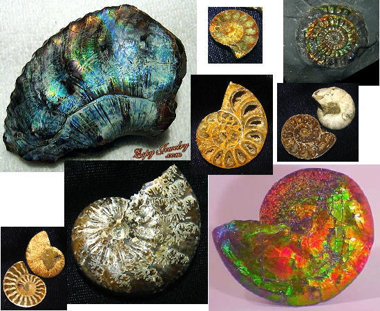 Ammonite Fossils