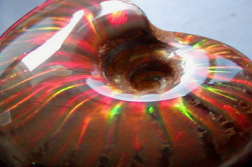 Ammonite Fossil with trapped light