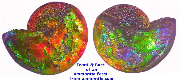 Ammonite Fossil Shell with Ammolite