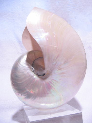 Nautilus Shell