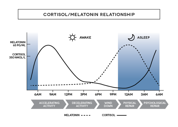 melatonin cortisol relationship 