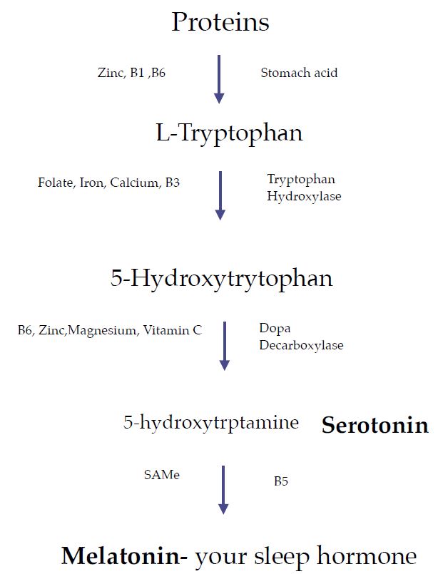 The chemical pathway of Melatonin production