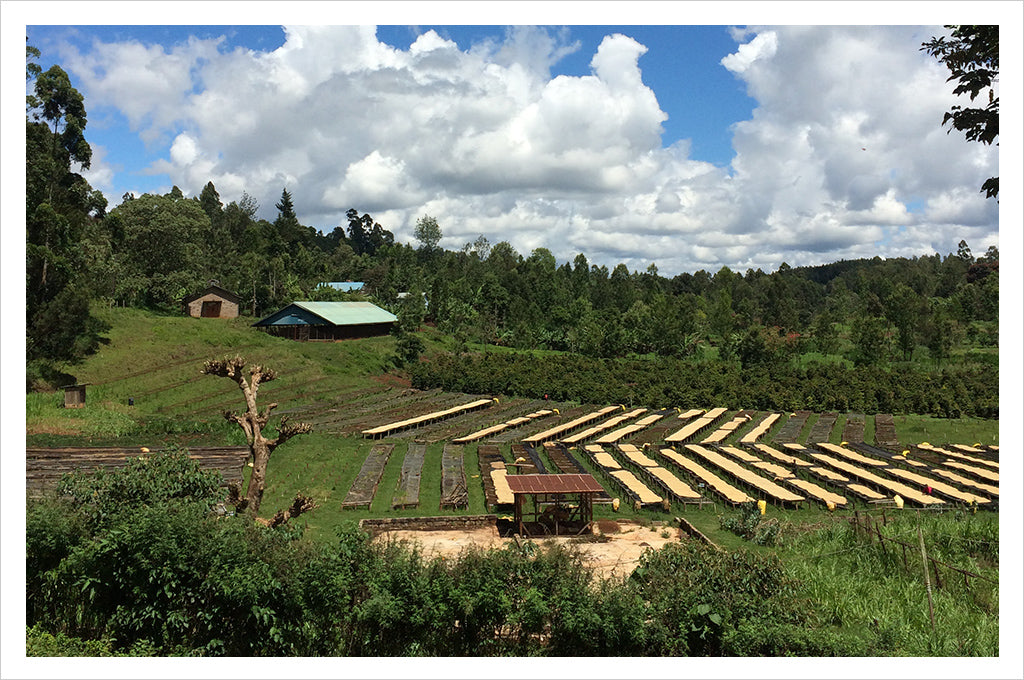 Kenya Gatuyaini - a new single origin from the cupping room collection