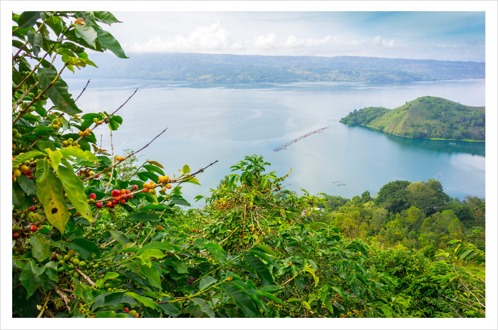 Coffee growing on the shores of Lake Toba, Sumatra