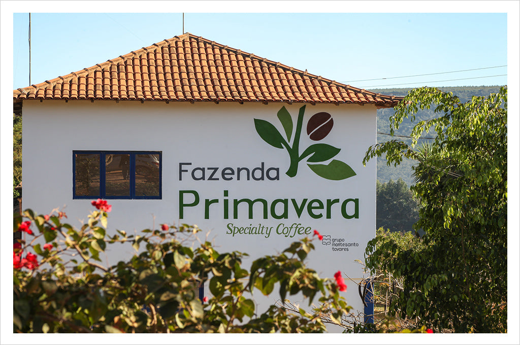 Brazil Fazenda Primavera Specialty coffee