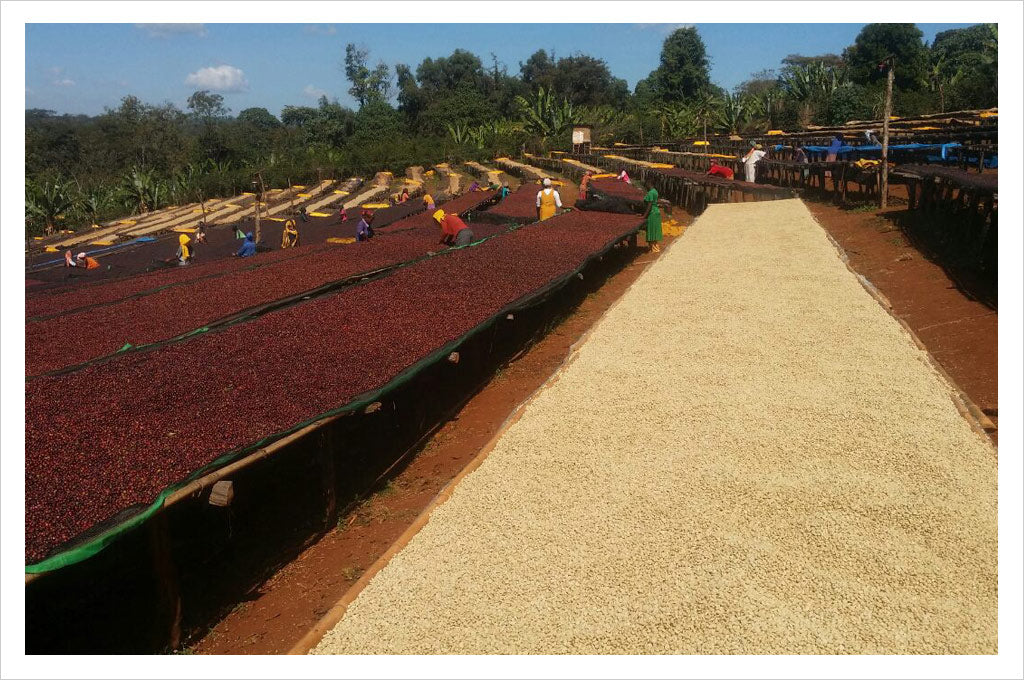 New Single Origin Coffee : Ethiopia Guji Kercha