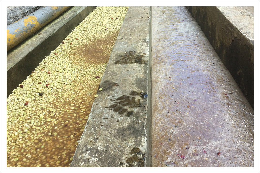 Coffee being processed - Nicaragua - Caffe Umbria
