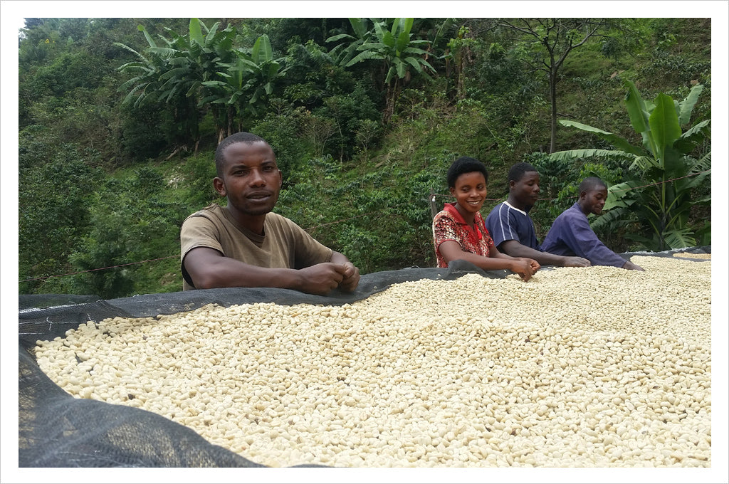 Congo Muungano Single Origin Coffee