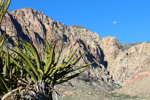 Nevada desert 