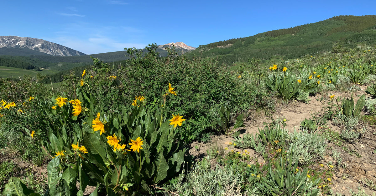 Snodgrass Crested Butte Wildflowers Local Colorado Clothing Company Blog