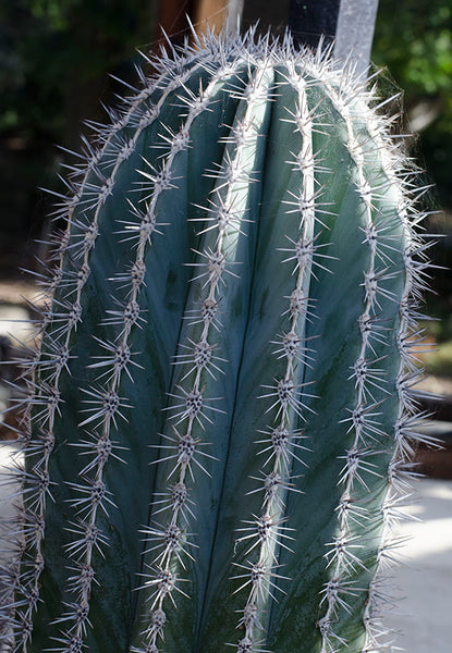lomond paper co - cactus