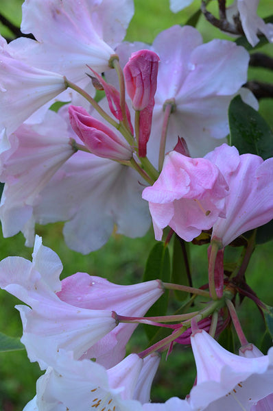 Lomond Paper Co - Flowers