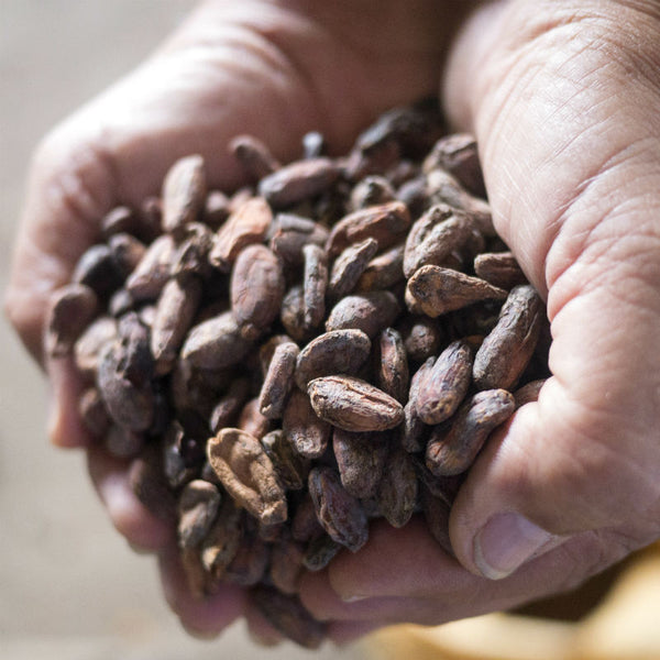 Raw cacao - cocoa beans from Ecuador