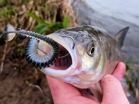 Lure in fish mouth