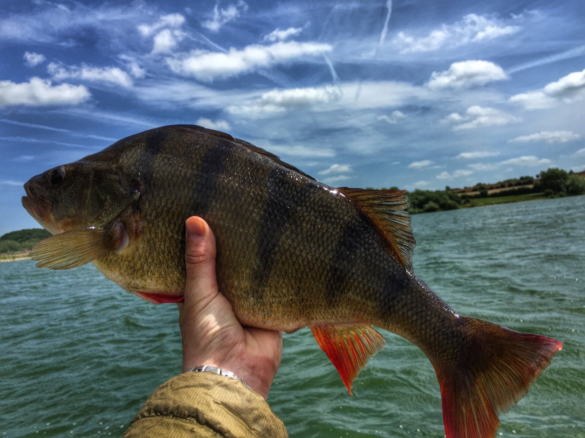 Pitsford reservoir perch 