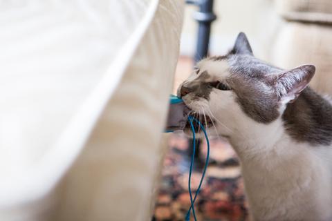 cat feeding enrichment