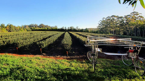 Arakai Estate and the first model of the tea pruner.